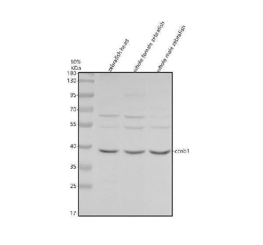 Anti-Zebrafish Cyclin B1/CCNB1 Antibody Picoband® Boster Bio