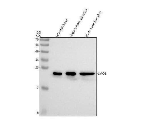 Anti-Zebrafish LMO2 Antibody Picoband® Boster Bio