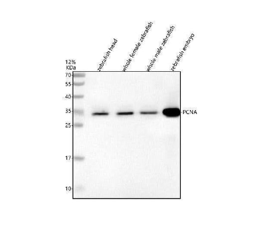 Anti-Zebrafish PCNA Antibody Picoband® Boster Bio