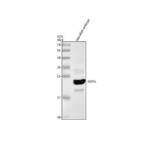 Anti-Zebrafish IGF2A Antibody Picoband® Boster Bio