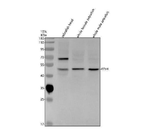 Anti-Zebrafish ETV4 Antibody Picoband® Boster Bio