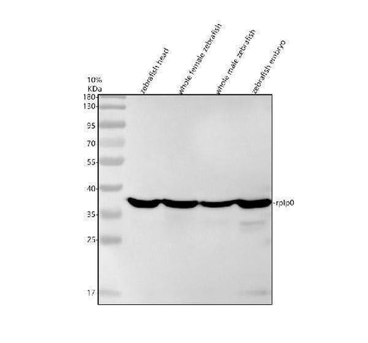Anti-Zebrafish RPLP0 Antibody Picoband® Boster Bio