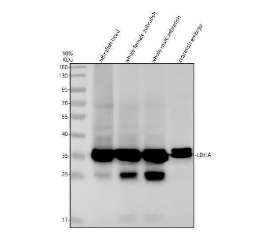 Anti-Zebrafish LDHA Antibody Picoband® Boster Bio