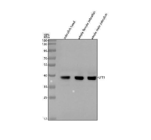 Anti-Zebrafish LFT1 Antibody Picoband® Boster Bio