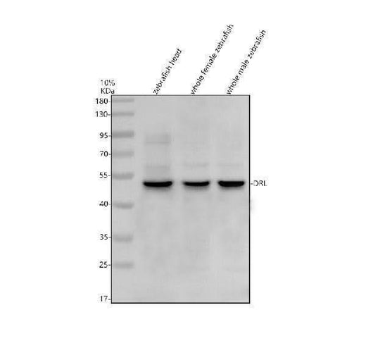 Anti-Zebrafish DRL Antibody Picoband® Boster Bio