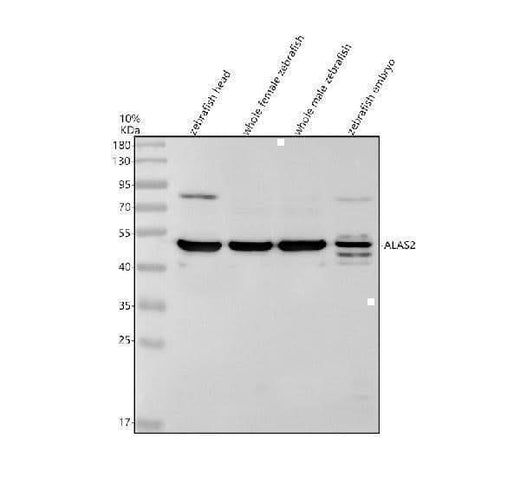 Anti-Zebrafish ALAS2 Antibody Picoband® Boster Bio