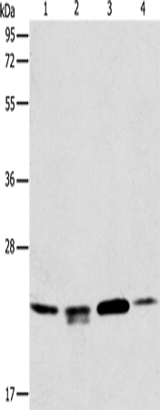 Anti-Human/Mouse/Rat PRDX2 Antibody - ABMIUM