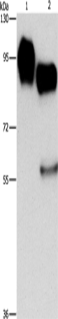 Anti-Human ICAM1 Antibody - ABMIUM