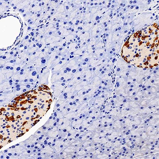 Immunohistochemistry analysis of paraffin-embedded mouse pancreas using GCG Polyclonal Antibody at dilution of 1:300.