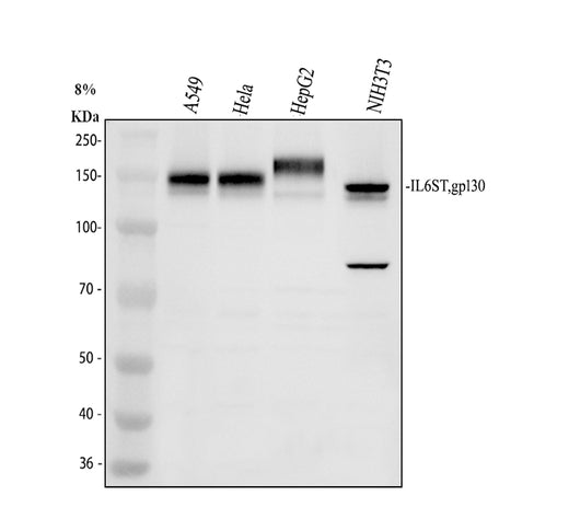 Boster A01216-2 validation image 1