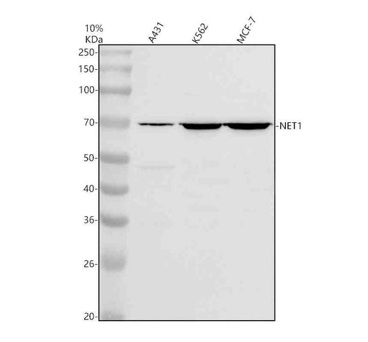 Anti-NET1 Antibody Picoband®