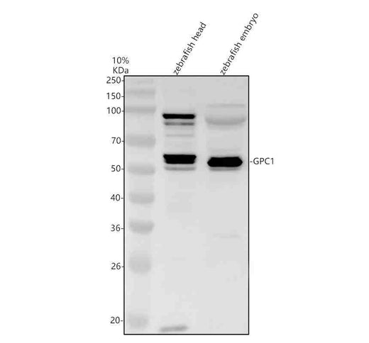 Anti-Zebrafish GPC1 Antibody Picoband®