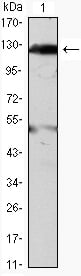 BT LAB manufacturer product image