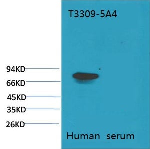 BT LAB manufacturer product image