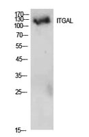 BT LAB manufacturer product image