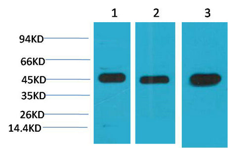 BT LAB manufacturer product image