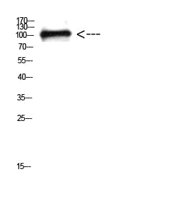 BT LAB manufacturer product image