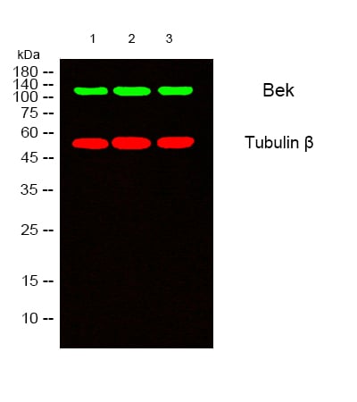 BT LAB manufacturer product image