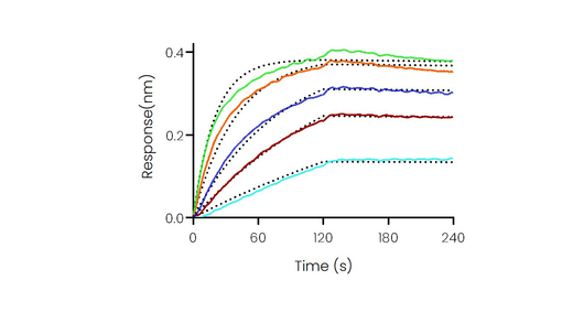 Loaded SARS-CoV-2 (2019-nCoV) Spike RBD-mFc Recombinant Protein (Cat: PKSR030500) on AMC Biosensor, can bind Recombinant Human ACE2 Protein, His Tag (Cat: PKSR030510) ) with an affinity constant of 8.61 nM as determined in BLI assay (Sartorius Octet RED384) .