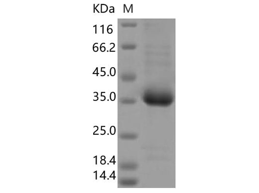 > 90 % as determined by reducing SDS-PAGE.