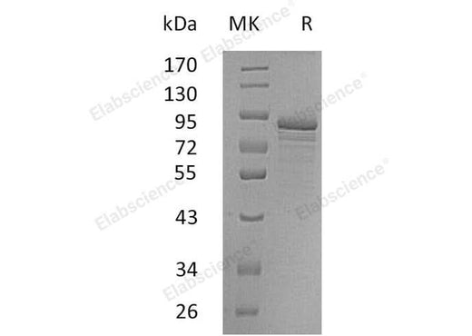 > 90 % as determined by reducing SDS-PAGE.