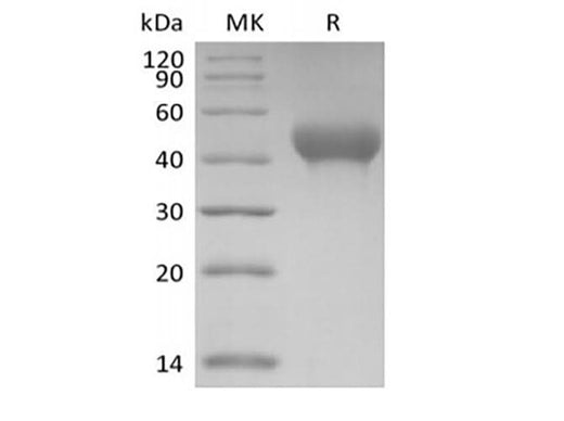 > 95 % as determined by reducing SDS-PAGE.