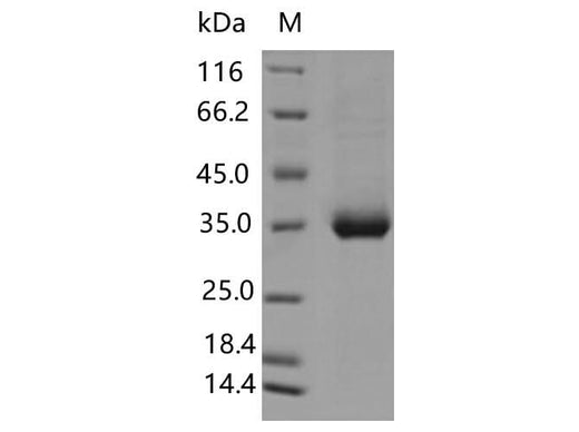 > 95 % as determined by reducing SDS-PAGE.
