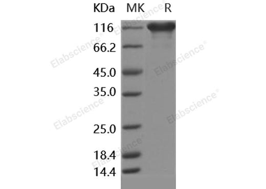 > 90 % as determined by reducing SDS-PAGE.