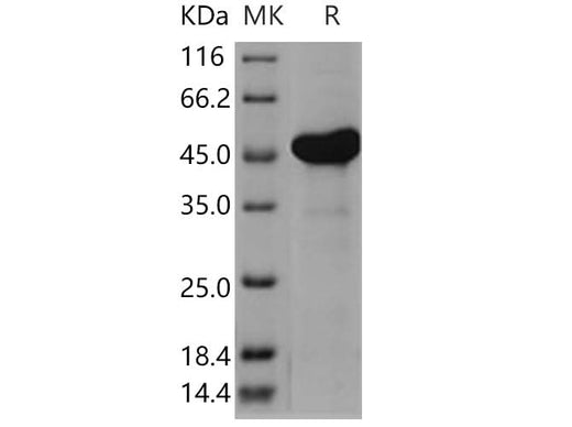 > 94 % as determined by reducing SDS-PAGE.