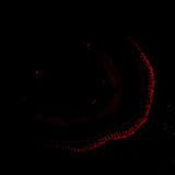 Anti-Zebrafish siah1 Antibody Boster Bio