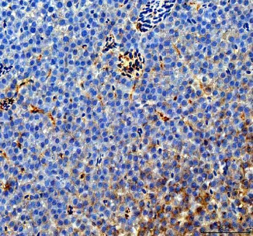 Anti-Zebrafish Cavin1b Antibody Boster Bio