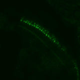 Anti-Zebrafish cdhr1a Antibody Boster Bio