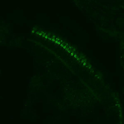 Anti-Zebrafish cdhr1a Antibody Boster Bio