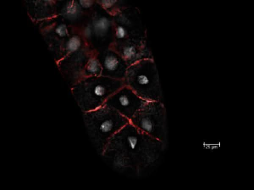 Anti-Fruit fly CG6353 Antibody Boster Bio
