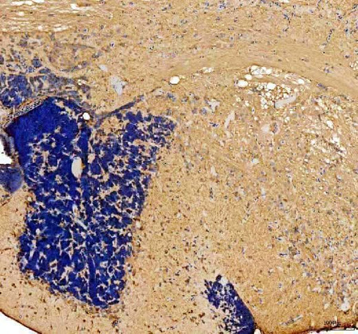 Anti-Zebrafish Otofa/Otoferlin Antibody Boster Bio