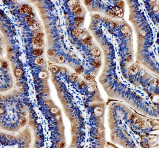 Anti-Zebrafish Cavin4a Antibody Boster Bio