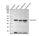 Anti-Zebrafish Cavin1a Antibody Boster Bio