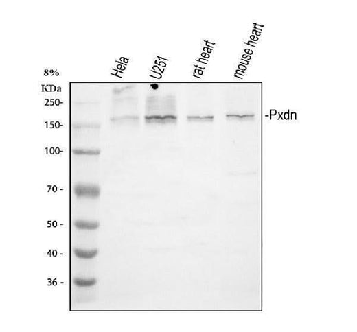 Anti-human peroxidasin homolog isoform X1 Antibody Boster Bio