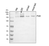 Anti-human peroxidasin homolog isoform X1 Antibody Boster Bio