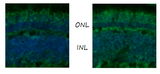 Anti-Zebrafish Ush2c/adgrv1 C terminus Antibody Boster Bio