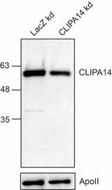 Anti-African malaria mosquito CLIPA14 Antibody Boster Bio
