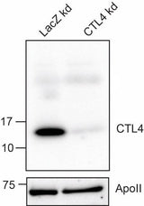 Anti-African malaria mosquito CTL4 Antibody Boster Bio