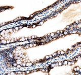 Anti-Zebrafish Tfap2a Antibody Boster Bio