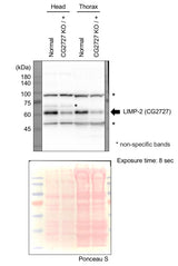 Anti-Fruit fly emp Antibody Boster Bio
