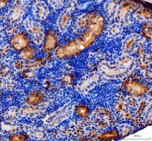 Anti-Zebrafish zgc: 153521 Antibody Boster Bio