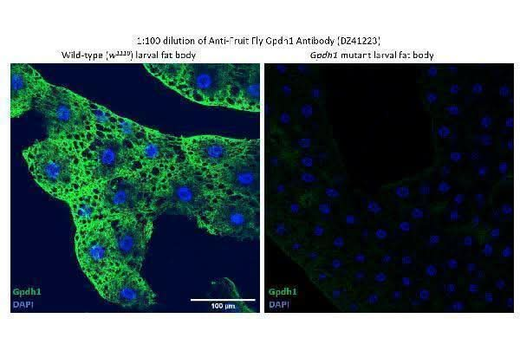 Anti-Fruit fly Gpdh1 Antibody Boster Bio