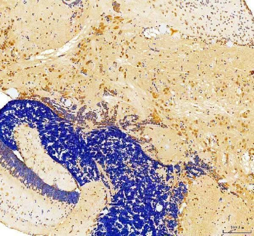 Anti-Zebrafish snai1b Antibody Boster Bio