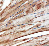 Anti-Zebrafish Myomixer Antibody Boster Bio