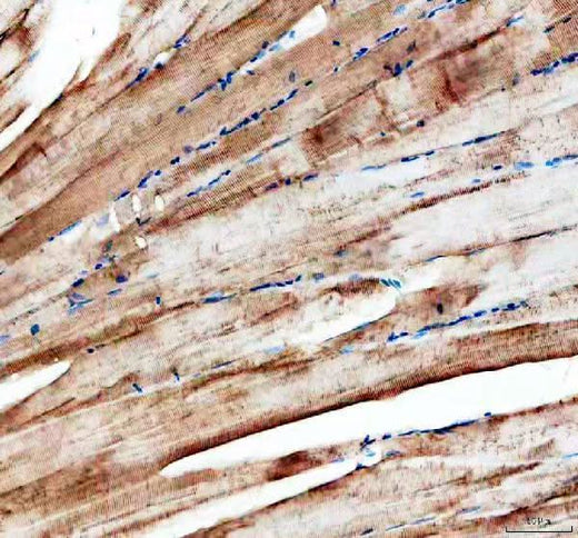 Anti-Zebrafish Myomixer Antibody Boster Bio