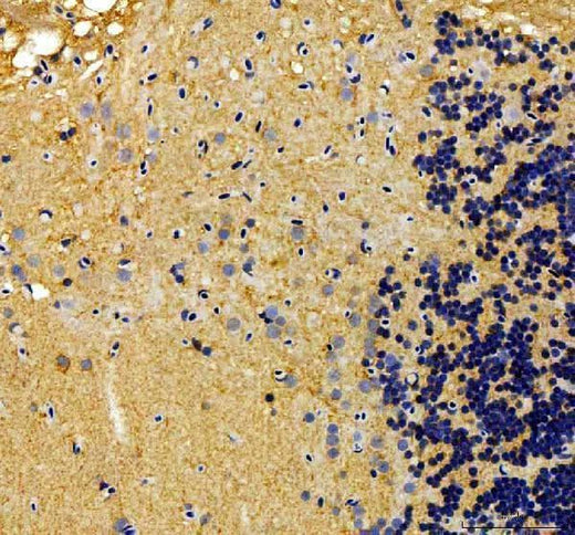 Anti-Zebrafish alk Antibody Boster Bio